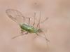 Acyrthosiphon pisum